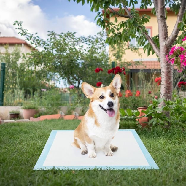 Tapetes higiênicos para cães e filhotes para treinamento do penico - Azul - Image 2